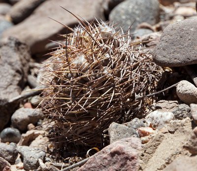 Acanthocalycium glaucum RB3219 - RN40 nordwestl. Nacimiento, Catamarca 2150m