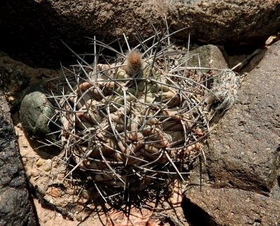 DSCN1966.JPG (205.45 KiB) 9420 mal betrachtet Acanthocalycium glaucum RB3221 - östl. Nacimiento, Catamarca 2065m