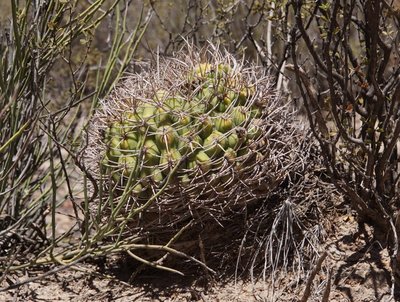 Gymnocalycium saglionis RB3223 - östl. Nacimiento, Catamarca 2065m