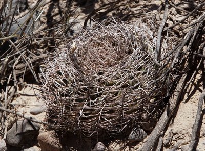 Gymnocalycium catamarcense f.montanum RB3218 - RN40 nordwestl. Nacimiento, Catamarca 2150m