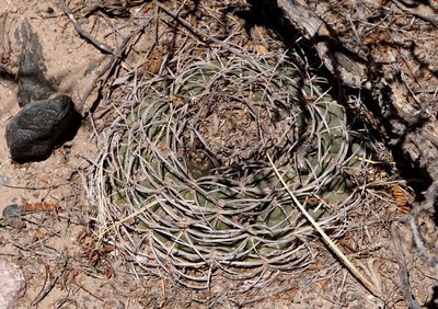 DSC03971.JPG (223.85 KiB) 9420 mal betrachtet Gymnocalycium catamarcense f.montanum RB3222 - östl. Nacimiento, Catamarca 2065m