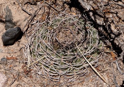 Gymnocalycium catamarcense f.montanum RB3222 - östl. Nacimiento, Catamarca 2065m