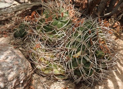 DSCN1980.JPG (188.69 KiB) 9317 mal betrachtet Gymnocalycium catamarcense f.belense RB3225 - südl. Hualfin, Catamarca 1785m