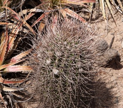 DSC04001.JPG (226.11 KiB) 9317 mal betrachtet Echinopsis leucantha RB3226 - südl. Hualfin, Catamarca 1785m