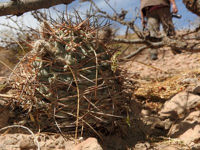DSCN1993.JPG (162.89 KiB) 9317 mal betrachtet Acanthocalycium glaucum RB3228 - Las Juntas, südl. Hualfin, über Friedhof, Catamarca 1745m