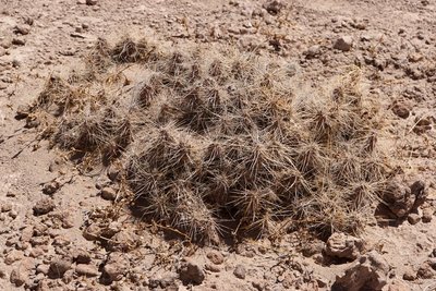 DSC04020.JPG (219.6 KiB) 9317 mal betrachtet Tephrocactus weberi RB3230 - Las Juntas
