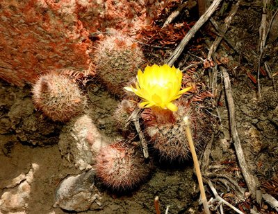 DSCN1986.JPG (207.81 KiB) 9317 mal betrachtet Parodia microsperma catamarcensis f.belenensis RB3227 - südl. Hualfin, Catamarca 1785m