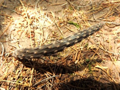 DSCN2000.JPG (150.84 KiB) 9317 mal betrachtet Pterocactus tuberosus RB3229 - Las Juntas, südl. Hualfin, über Friedhof, Catamarca 1745m