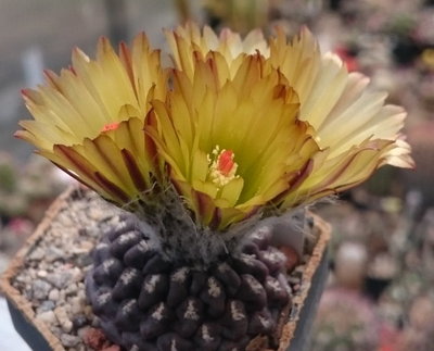 33_07_20160515.jpg (96.8 KiB) 18212 mal betrachtet Eriosyce heinrichiana JA01