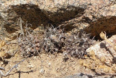 DSCN8593.JPG (188.05 KiB) 18450 mal betrachtet Horridocactus heinrichianus trapichensis RB2038 - südwestl. El Trapiche, Coquimbo 378m