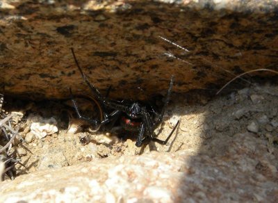 Chilenische Witwe - Latrodectus variegatus