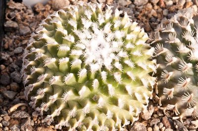 Turbinicarpus x pulcherrimus <br />Herkunft Panarotto