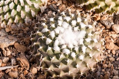 Turbinicarpus x pulcherrimus <br />Herkunft Panarotto