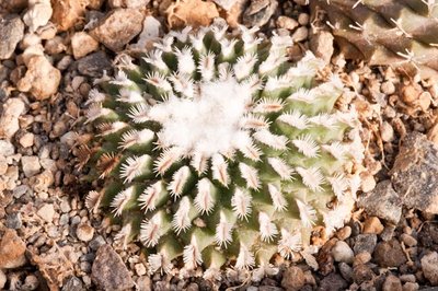 Turbinicarpus x pulcherrimus <br />Herkunft Panarotto