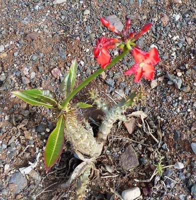 Pachypodium baronii  mit Blüten (769x800).jpg