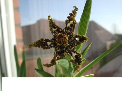 Ferraria crispa_klein.jpg