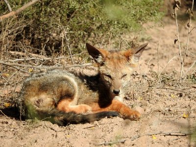 Pampasfuchs - Lycalopex gymnocercus