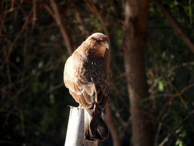 DSCN2018.JPG (72.11 KiB) 10746 mal betrachtet Chimangokarakara - Phalcoboenus chimango