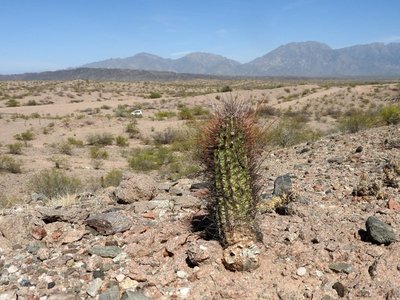 Echinopsis leucantha RB3235 - RN40 7km nördl. Kreuzung RN60, Catamarca 1060m