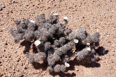 Tephrocactus alexanderi bruchii RB3237