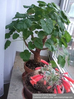 Pelargonium cotyledonis Gesamt_klein.jpg