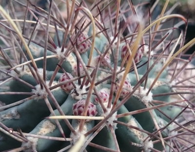 Glandulicactus uncinatus subsp. wrightii