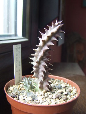h_macrocarpa.jpg (117.37 KiB) 11132 mal betrachtet huernia macrocarpa