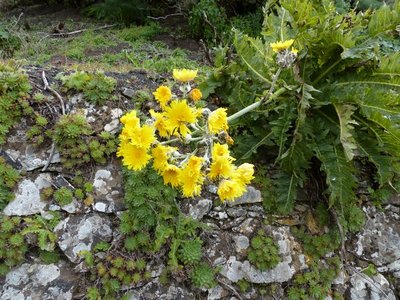 Babcockia platylepsis, Blüte (640x480) - Kopie.jpg