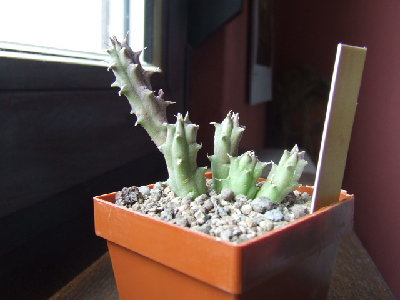 h_keniensis.jpg (113.73 KiB) 11132 mal betrachtet huernia keniensis