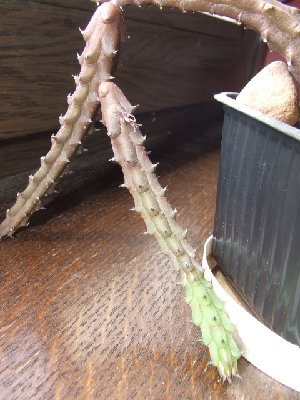 huernia aspera