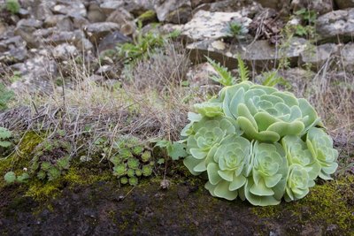 7. WB2017 GC Aeonium aureum + simsii.jpg