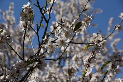 18. WB2017 GC Mandelblüte.jpg