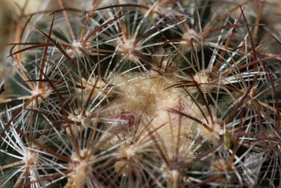 WB20170326 Pediocactus simpsonii.jpg