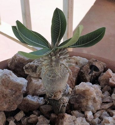 Pachypodium enigmaticum 1 (590x640).jpg