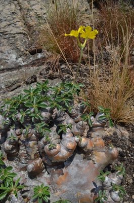 Pachypodium enigmaticum 2 (424x640).jpg