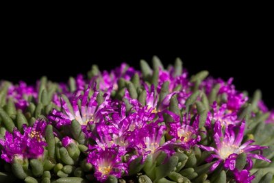 Delosperma sphalmanthoides WB20170327a.jpg