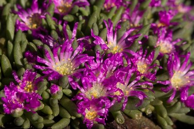 Delosperma sphalmanthoides WB20170327b.jpg