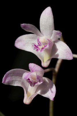 Dendrobium kingianum WB20170326b.jpg