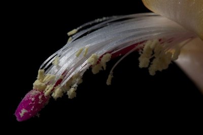 Schlumbergera X gelb WB20170402b.jpg