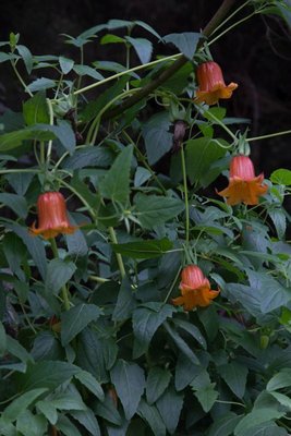 WB20130219, Canarina canariensis, La Zarza, La Palma.jpg