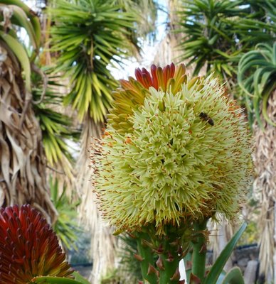 Aloe helenae, Blüten mit Biene.jpg