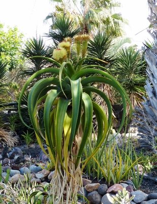 Aloe helenae (494x640).jpg