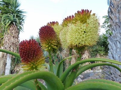 Aloe helenae, Blüten 1 (640x480) (640x480).jpg