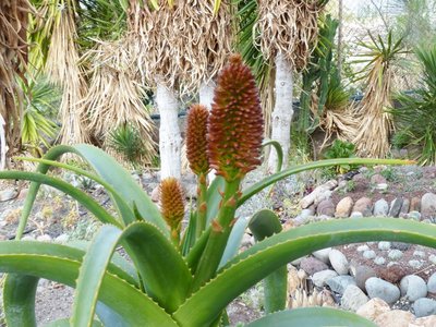 Aloe helenae, Knospen (2) (640x480).jpg