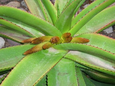 Aloe helenae, Knospen (640x480).jpg