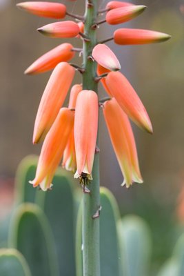 Aloe plicatilis, Jardín de Aclimatación, Puerto de la Cruz, TEN (3).jpg