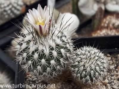 Turbinicarpus mandragora