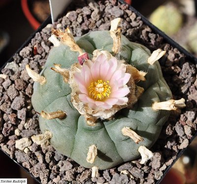 lophophora.JPG