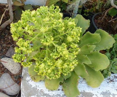 Aeonium virgineum, Blüte.jpg