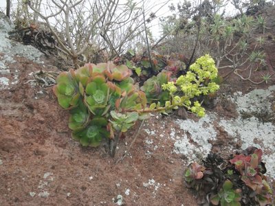 Aeonium virgineum,habitat.jpg